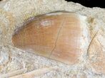Mosasaur Tooth In Rock With Other Fossils #57659-1